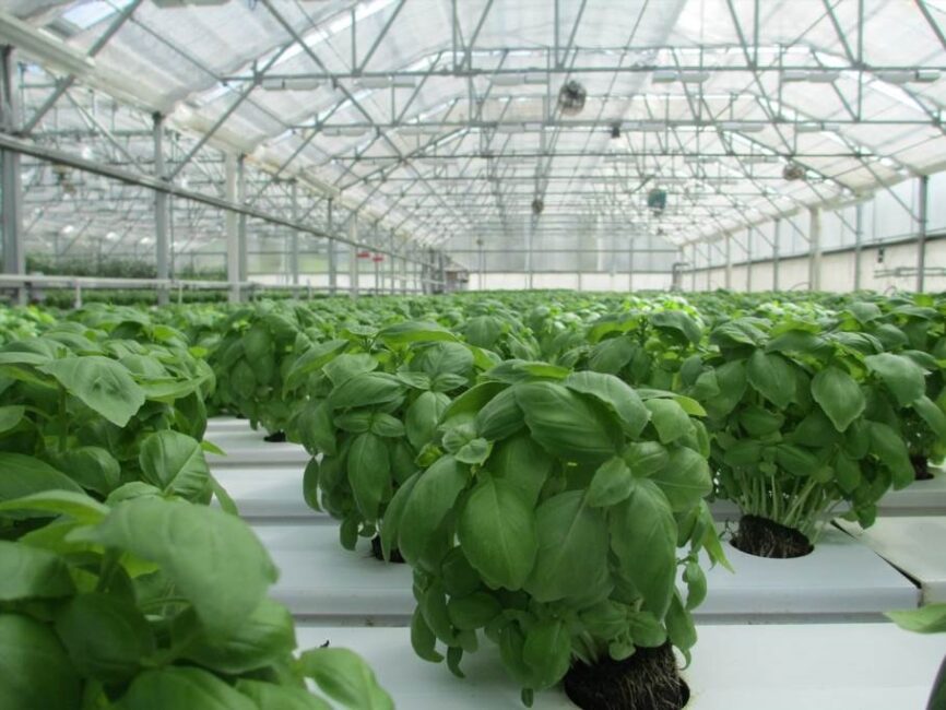 Stabilizacja konstrukcji tunelu ogrodniczego